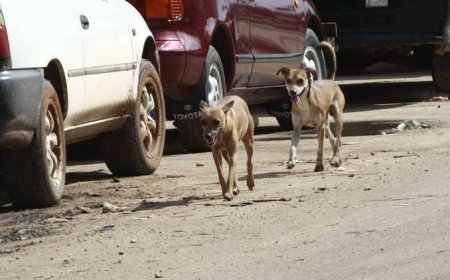 ESPECIALISTAS DEFENDEM REFORÇO DA PREVENÇÃO PARA TRAVAR PROPAGAÇÃO DAS ZOONOSES