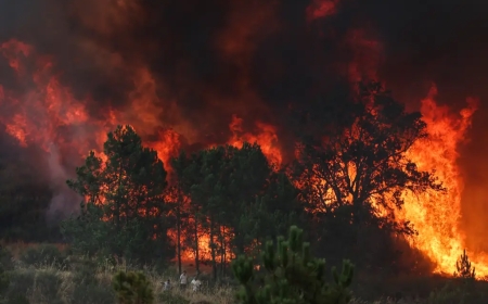 ONDA DE CALOR AGRAVA INCÊNDIOS FLORESTAIS NA EUROPA