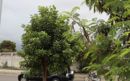 ESTUDO REVELA QUE PLANTAS EMITEM SONS QUANDO ESTÃO SOB ESTRESSE