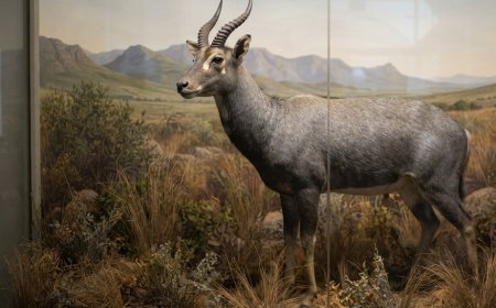 DO MUSEU À VIDA: CIENTISTAS QUEREM ‘RESSUSCITAR’ O ANTÍLOPE-AZUL DESAPARECIDO HÁ DOIS SÉCULOS