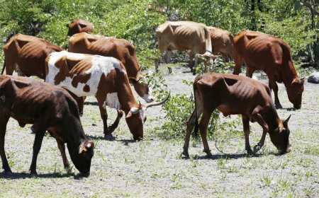 CRIADORES DEFENDEM APOIO DA BANCA PARA IMPULSIONAR AUTO-SUFICIÊNCIA NA PRODUÇÃO DE CARNE BOVINA
