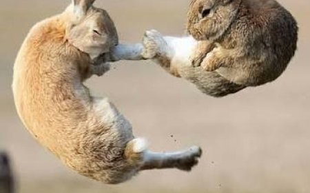 NO SEGUNDO PERFEITO! FOTÓGRAFO CAPTA BATALHA ÉPICA ENTRE DOIS COELHOS E SURPREENDE O MUNDO