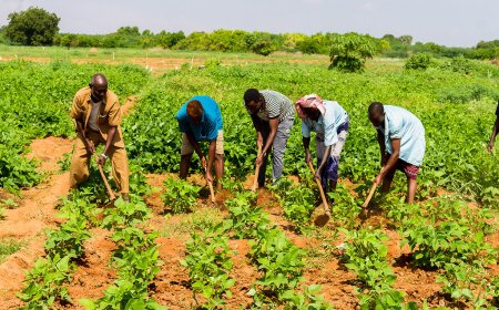 MAIS DE 7,4 MILHÕES DE KWANZAS REFORÇAM PRODUÇÃO AGRÍCOLA NA HUÍLA