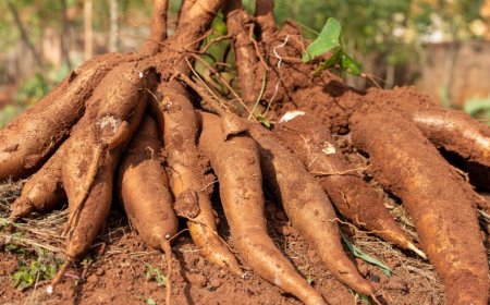 FEIRA DO MILHO E BOMBÓ REÚNE 200 EXPOSITORES E IMPULSIONA AGRONEGÓCIO NO MOXICO