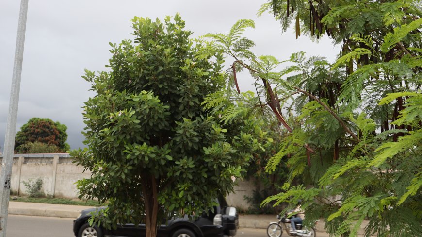 ESTUDO REVELA QUE PLANTAS EMITEM SONS QUANDO ESTÃO SOB ESTRESSE
