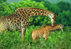 ANGOLA REINTRODUZ GIRAFAS NO PARQUE NACIONAL DO BICUAR PARA REFORÇAR CONSERVAÇÃO DA BIODIVERSIDADE