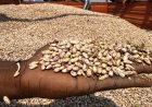 FAZENDA NR INICIA COLHEITA DE MAIS DE 400 TONELADAS DE FEIJÃO EM BENGUELA