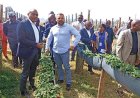 PRODUÇÃO AGRÍCOLA IMPULSIONA CRESCIMENTO ECONÓMICO DE ANGOLA