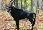 MAIS DE 200 PALANCAS NEGRAS GIGANTES REÚNEM-SE NO PARQUE NACIONAL DE CANGANDALA