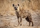 HIENAS E GIRAFAS REFORÇAM SINAIS DE RECUPERAÇÃO DA FAUNA NO BICUAR