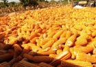 IMPORTADORES DE MILHO PASSAM A COMPRAR 30% DA PRODUÇÃO NO MERCADO NACIONAL