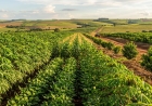CHONGOROI PREVÊ COLHER 20 MIL TONELADAS DE PRODUTOS AGRÍCOLAS