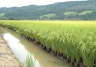 PRODUÇÃO DE ARROZ DISPARA 381% NO CAZENGO