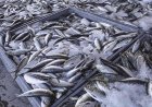 ANGOLA CAPTURA MAIS DE 600 MIL TONELADAS DE PESCADO ESTE ANO