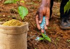 FERTILIZANTES: ANGOLA PREPARA 146 MIL TONELADAS PARA NOVA CAMPANHA AGRÍCOLA