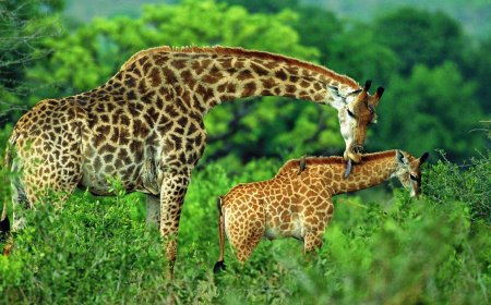 ANGOLA REINTRODUZ GIRAFAS NO PARQUE NACIONAL DO BICUAR PARA REFORÇAR CONSERVAÇÃO DA BIODIVERSIDADE