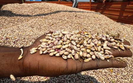 FAZENDA NR INICIA COLHEITA DE MAIS DE 400 TONELADAS DE FEIJÃO EM BENGUELA