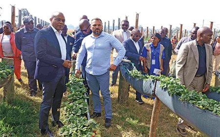 PRODUÇÃO AGRÍCOLA IMPULSIONA CRESCIMENTO ECONÓMICO DE ANGOLA