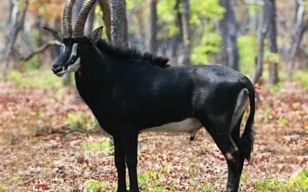 MAIS DE 200 PALANCAS NEGRAS GIGANTES REÚNEM-SE NO PARQUE NACIONAL DE CANGANDALA
