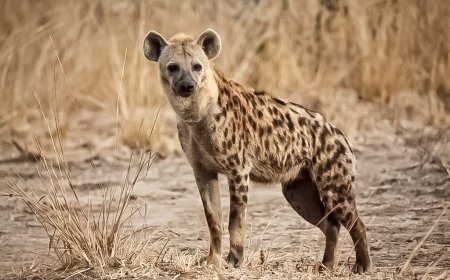 HIENAS E GIRAFAS REFORÇAM SINAIS DE RECUPERAÇÃO DA FAUNA NO BICUAR