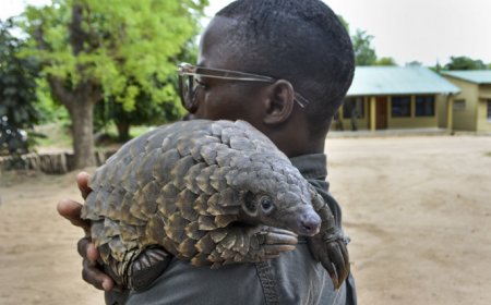 DOIS CIDADÃOS DETIDOS POR CAÇA FURTIVA DE PANGOLIM NO ICOLO E BENGO