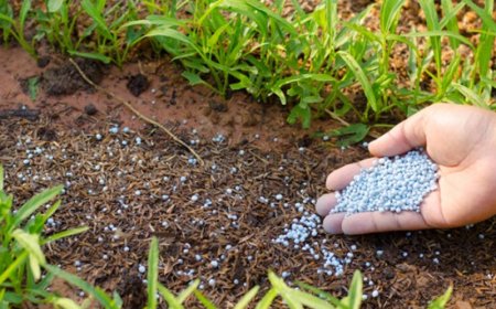 EXECUTIVO REFORÇA FERTILIZANTES PARA GARANTIR CAMPANHA AGRÍCOLA 2025/2026