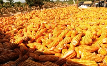 IMPORTADORES DE MILHO PASSAM A COMPRAR 30% DA PRODUÇÃO NO MERCADO NACIONAL