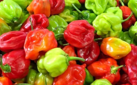 GINDUNGO ANGOLANO CONQUISTA ACESSO AO MERCADO CHINÊS