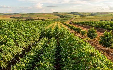 CHONGOROI PREVÊ COLHER 20 MIL TONELADAS DE PRODUTOS AGRÍCOLAS