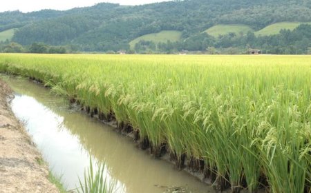 PRODUÇÃO DE ARROZ DISPARA 381% NO CAZENGO