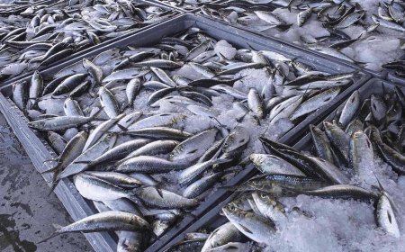 ANGOLA CAPTURA MAIS DE 600 MIL TONELADAS DE PESCADO ESTE ANO
