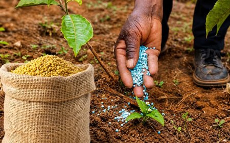 FERTILIZANTES: ANGOLA PREPARA 146 MIL TONELADAS PARA NOVA CAMPANHA AGRÍCOLA