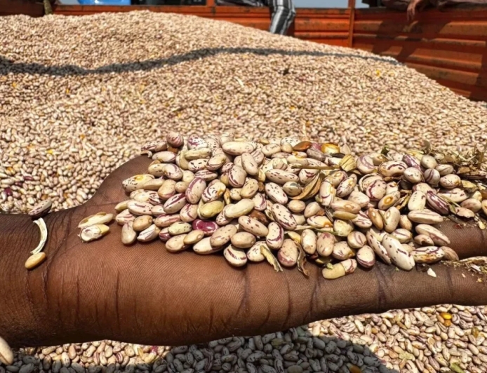 FAZENDA NR INICIA COLHEITA DE MAIS DE 400 TONELADAS DE FEIJÃO EM BENGUELA