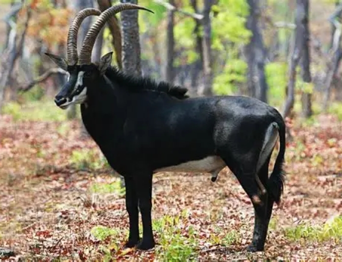 MAIS DE 200 PALANCAS NEGRAS GIGANTES REÚNEM-SE NO PARQUE NACIONAL DE CANGANDALA