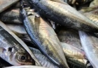 PESCA DO CARAPAU É RETOMADA APÓS 60 DIAS DE VEDA