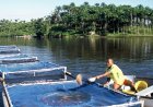 AQUICULTURA PRECISA DE MAIS INVESTIMENTO PARA CRESCER EM ANGOLA