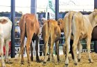 FEIRA AGRO-PECUÁRIA DO HUAMBO APOSTA EM NEGÓCIOS E INOVAÇÃO