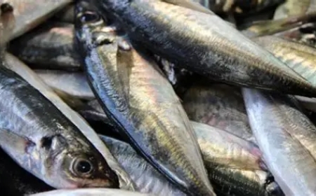 PESCA DO CARAPAU É RETOMADA APÓS 60 DIAS DE VEDA