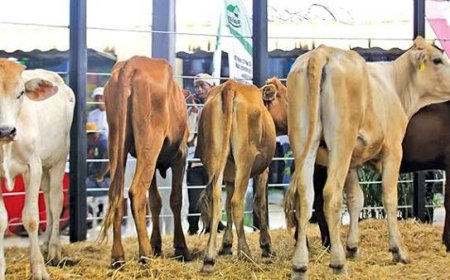 FEIRA AGRO-PECUÁRIA DO HUAMBO APOSTA EM NEGÓCIOS E INOVAÇÃO