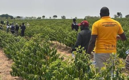 HUAMBO QUER TRANSFORMAR 35 COOPERATIVAS EM MOTOR DA PRODUÇÃO DE CITRINOS