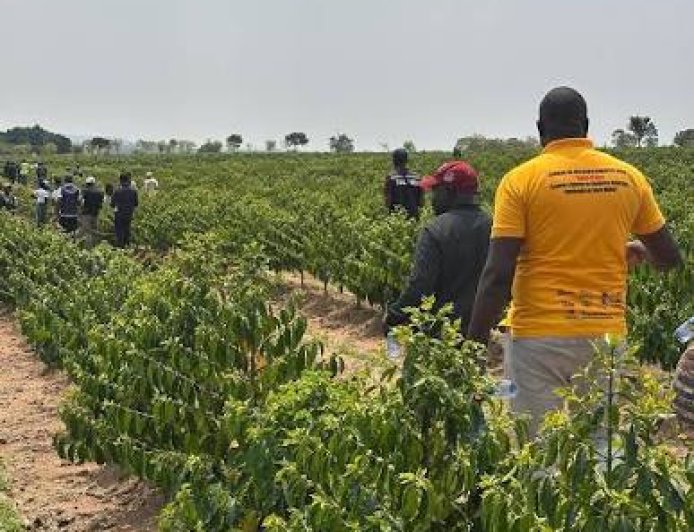 HUAMBO QUER TRANSFORMAR 35 COOPERATIVAS EM MOTOR DA PRODUÇÃO DE CITRINOS
