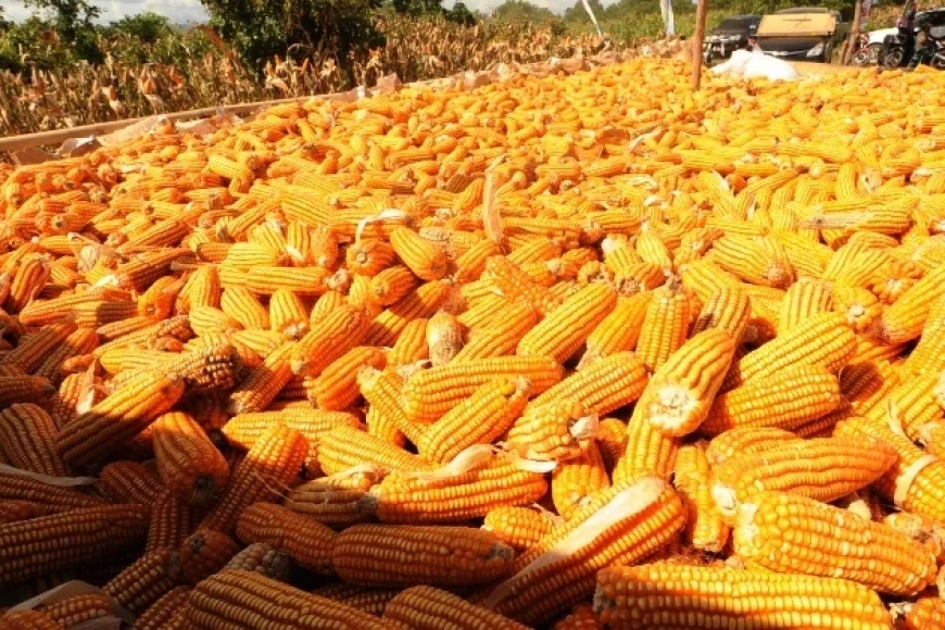 IMPORTADORES DE MILHO PASSAM A COMPRAR 30% DA PRODUÇÃO NO MERCADO NACIONAL