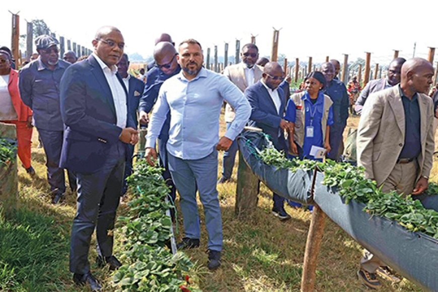 PRODUÇÃO AGRÍCOLA IMPULSIONA CRESCIMENTO ECONÓMICO DE ANGOLA