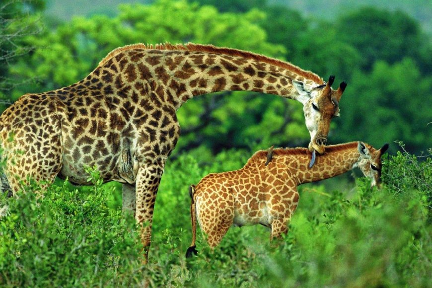 ANGOLA REINTRODUZ GIRAFAS NO PARQUE NACIONAL DO BICUAR PARA REFORÇAR CONSERVAÇÃO DA BIODIVERSIDADE