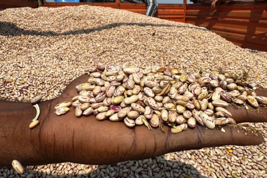 FAZENDA NR INICIA COLHEITA DE MAIS DE 400 TONELADAS DE FEIJÃO EM BENGUELA