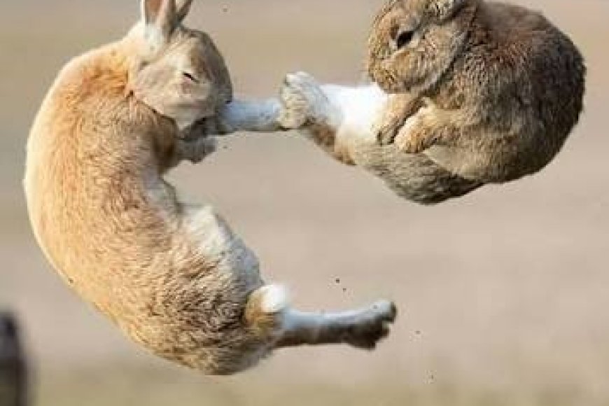 NO SEGUNDO PERFEITO: FOTÓGRAFO CAPTA BATALHA ÉPICA ENTRE DOIS COELHOS E SURPREENDE O MUNDO