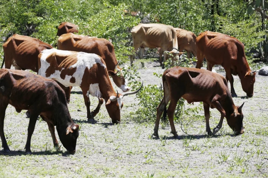 CRIADORES DEFENDEM APOIO DA BANCA PARA IMPULSIONAR AUTO-SUFICIÊNCIA NA PRODUÇÃO DE CARNE BOVINA
