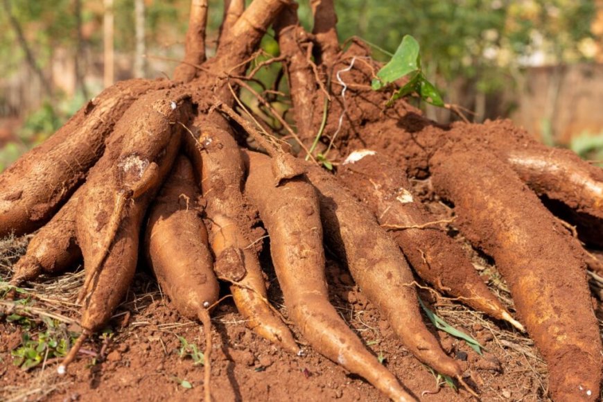 FEIRA DO MILHO E BOMBÓ REÚNE 200 EXPOSITORES E IMPULSIONA AGRONEGÓCIO NO MOXICO