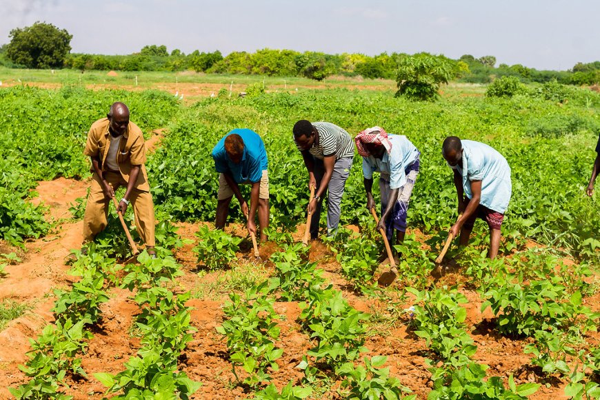 MAIS DE 7,4 MILHÕES DE KWANZAS REFORÇAM PRODUÇÃO AGRÍCOLA NA HUÍLA