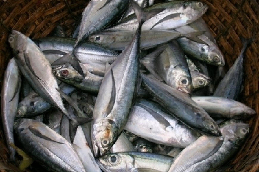 PESCA DO CARAPAU É SUSPENSA DURANTE DOIS MESES PARA PROTEGER A ESPÉCIE